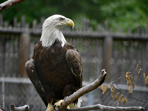 Medium close up of a bald eagle perched on a branch on alert position 