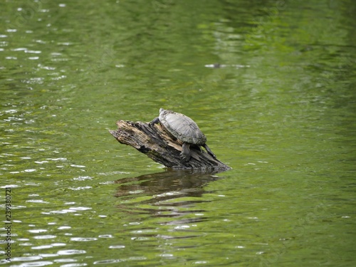 A small turtle perched on a piece of log sticking out of the water in a pond.