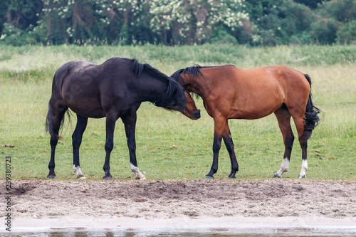Pferde auf der Wiese © Jrg