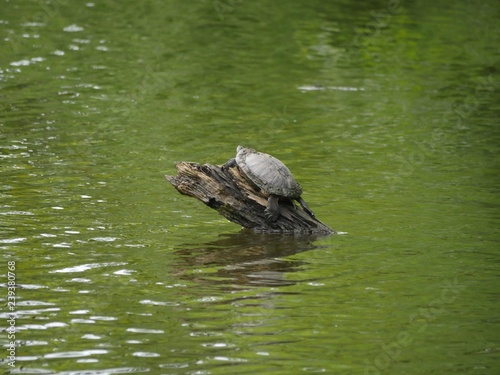 Wide shot of a small turtle sunning on a piece of log sticking out of the water in a pond.