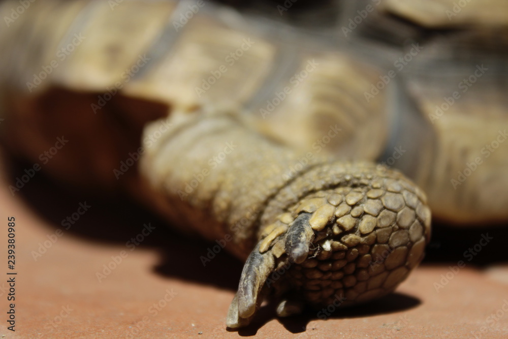 Fototapeta premium Turtle's foot