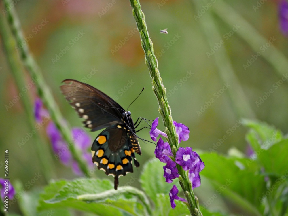 Obraz premium Side view of butterfly feeding on nectar from violet flowers in the garden