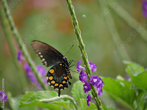 Side view of butterfly feeding on nectar from violet flowers in the garden