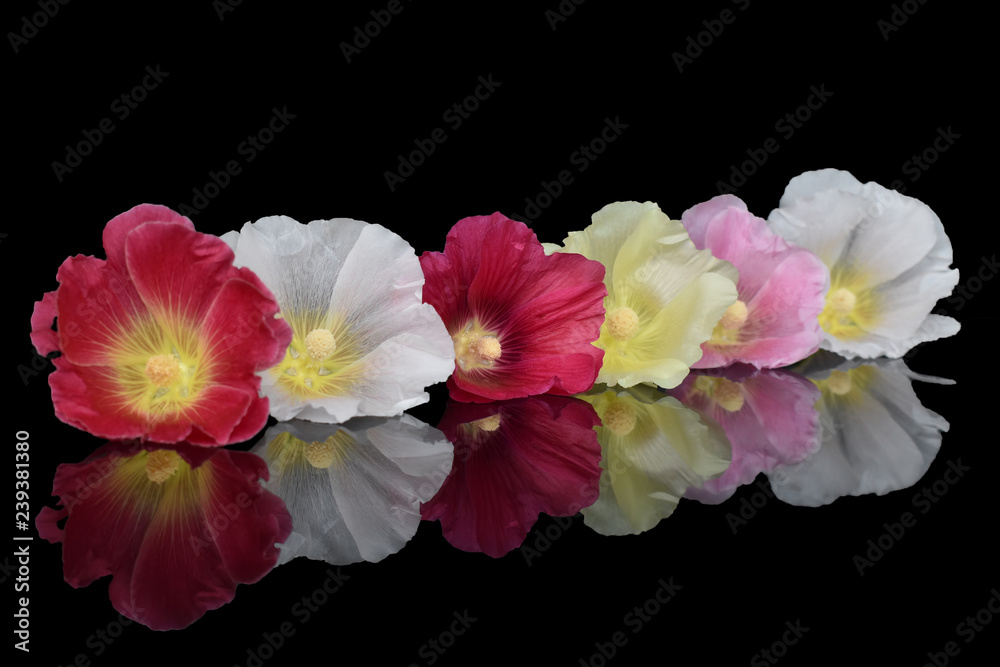Five mallow buds of different colors Five mallow buds of different colors