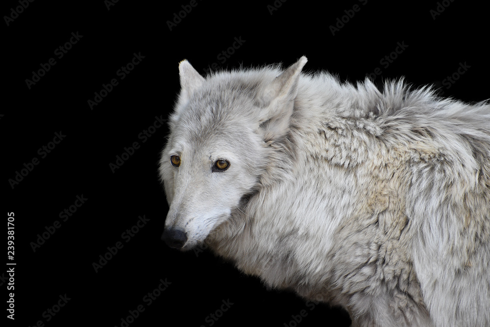 Obraz premium Portrait of a wild wolf with pinned ears with bright yellow eyes on a contrasting black background