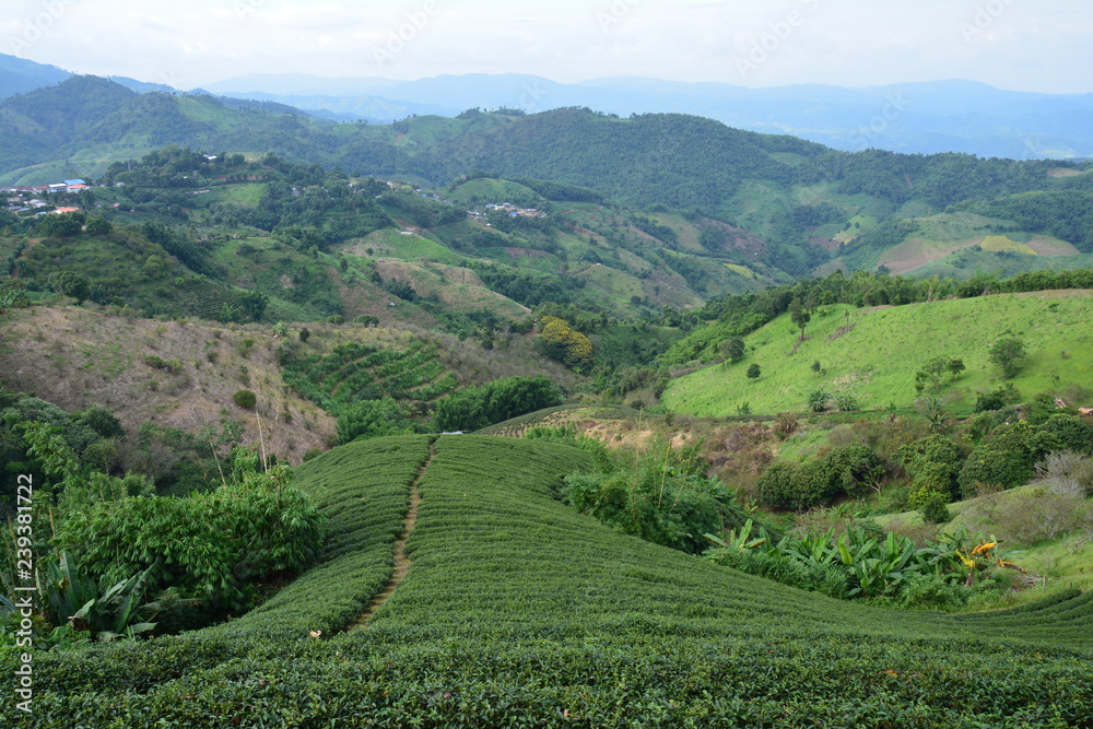 Plantations de Thé Chiang Rai Thaïlande - Tea Fields Thailand Plantations de Thé Chiang Rai Thaïlande - Tea Fields Thailand