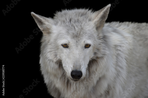 Fototapeta Naklejka Na Ścianę i Meble -  Black and white portrait of a wild forest wolf with yellow eyes and textured gray wool on a black background close-up