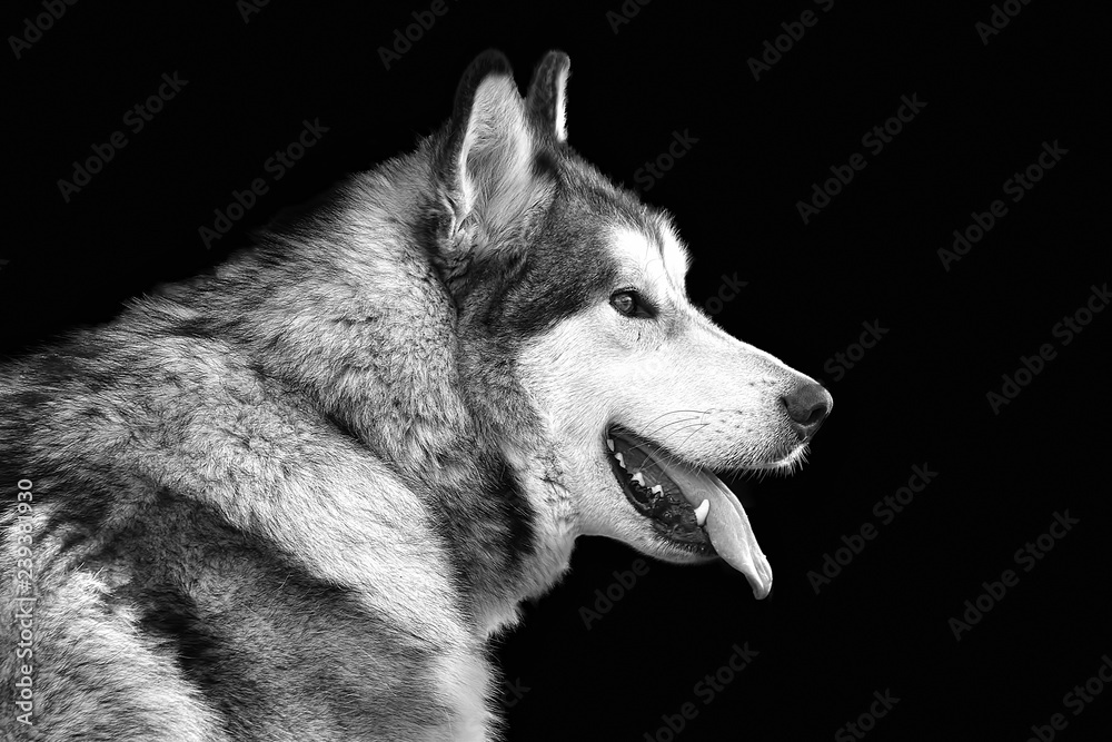 Fototapeta premium Black-white portrait of a large gray dog Husky breed with tongue hanging out on a black background close-up