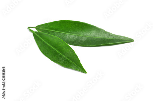 Fresh green tangerine leaves on white background