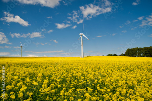 Ecological wind farm on a yellow rape field on a background of blue sky © kosi