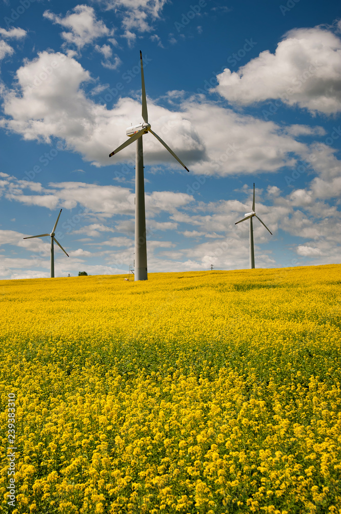 Ecological wind farm on a yellow rape field on a background of blue sky