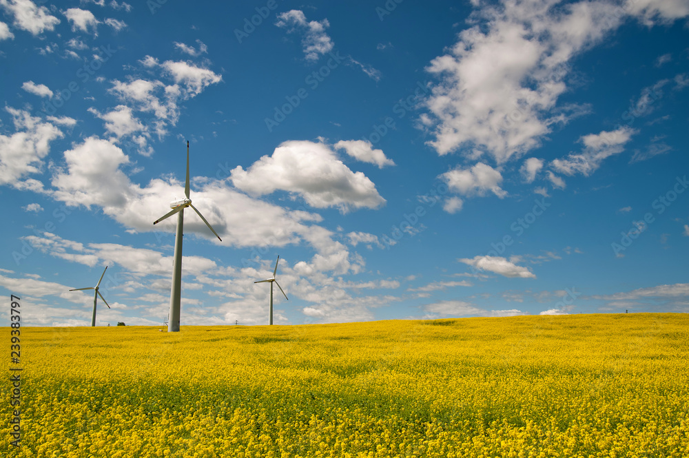 Ecological wind farm on a yellow rape field on a background of blue sky