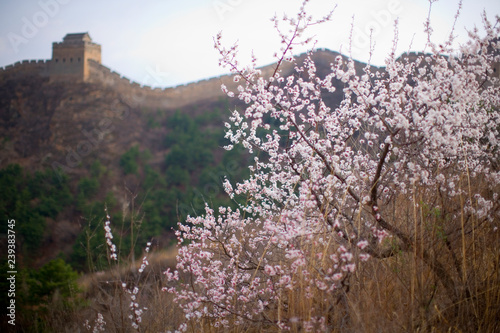 Blossoms with the Great Wall Of China in the background.
