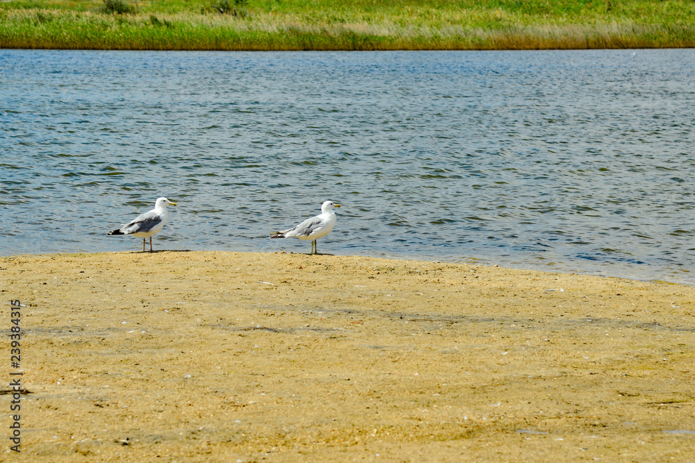 Obraz premium Many seagulls are sitting on the sand, by the sea.