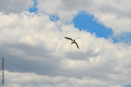 White gull flies high in the sky against the background of clouds.