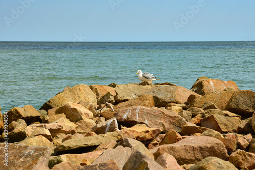 A seagull sits on a stone in the sea water.
