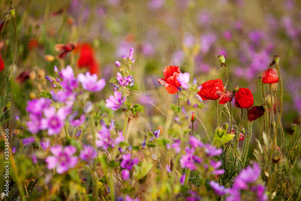 Beautiful meadow flowers. Malva and poppies close-up.