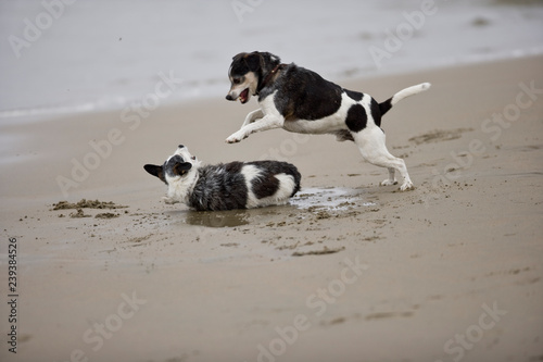 Two dogs play fighting on a sandy beach. photo