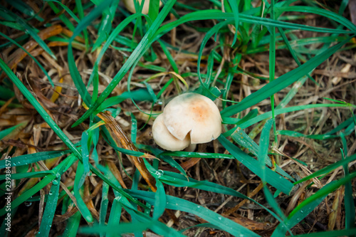 Mushrooms in green grass