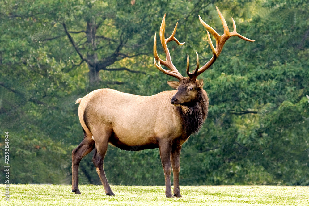 Bull elk – Photographed in Elk State Forest, Elk County, Benezette, Pennsylvania Bull elk – Photographed in Elk State Forest, Elk County, Benezette, Pennsylvania