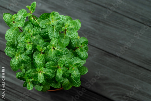 Green mint plant grow in a pot on wooden background