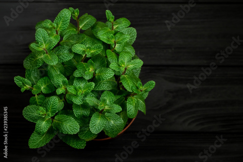 Green mint plant grow in a pot on black wooden background