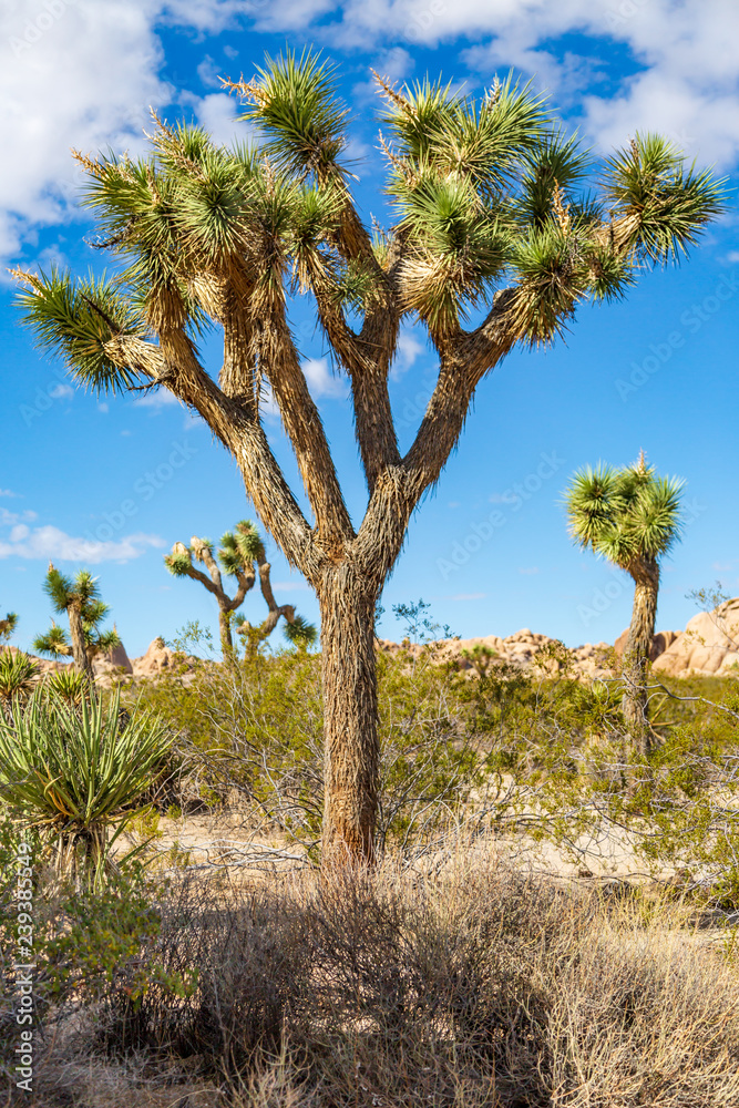 A Joshua Tree in Joshua Tree National Park, California A Joshua Tree in Joshua Tree National Park, California