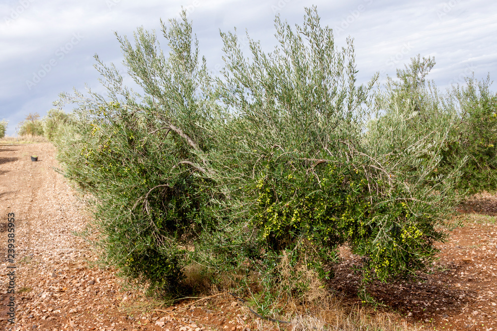 Olive trees in the field, agriculture Olive trees in the field, agriculture