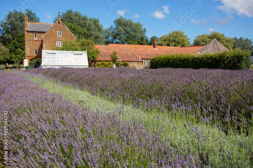 Norfolk lavender horizontal