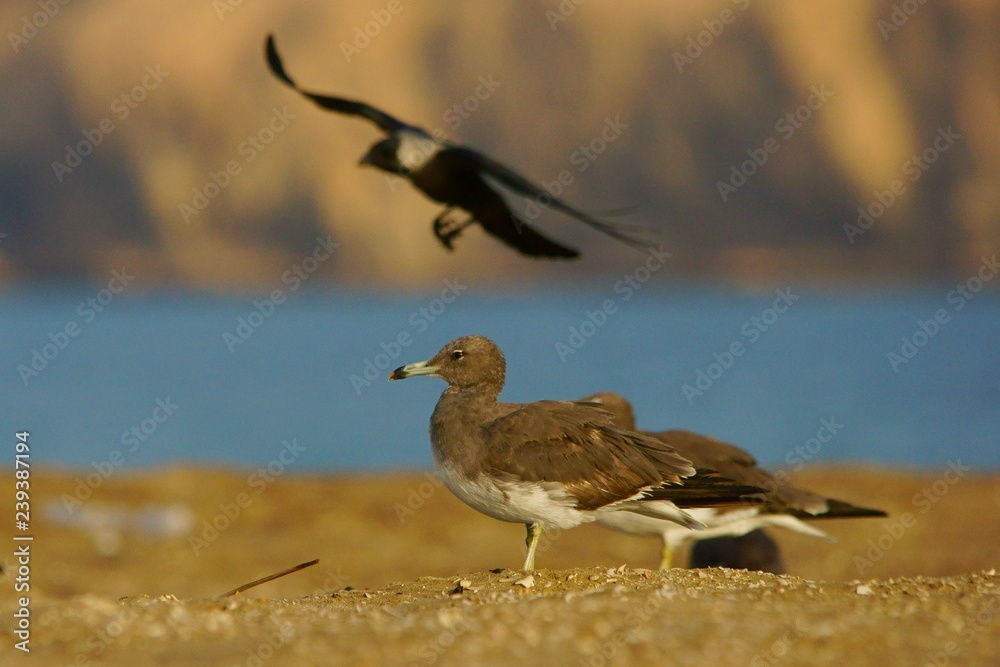 Sooty Gull / Ichthyaetus hemprichii Sooty Gull / Ichthyaetus hemprichii