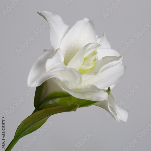 Fototapeta Naklejka Na Ścianę i Meble -  Terry white lily flower isolated on gray background.