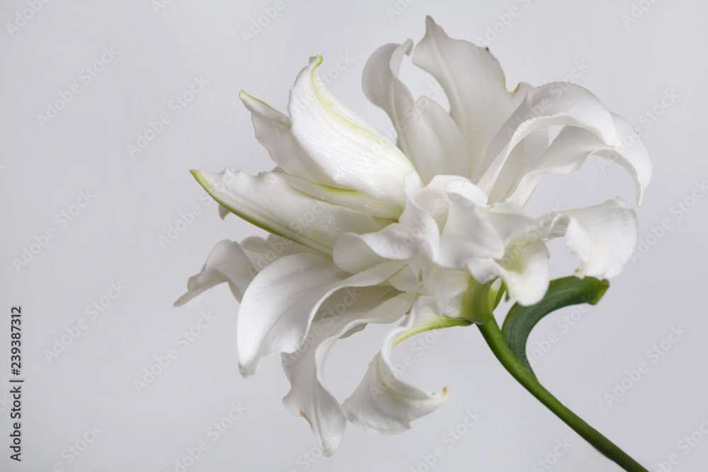 Terry white lily flower isolated on gray background.