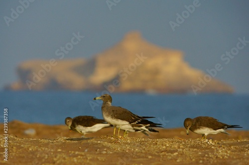 Sooty Gull / Ichthyaetus hemprichii photo