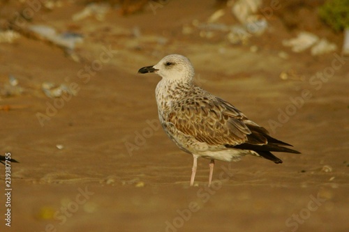 Lesser black-backed gull / Larus fuscus