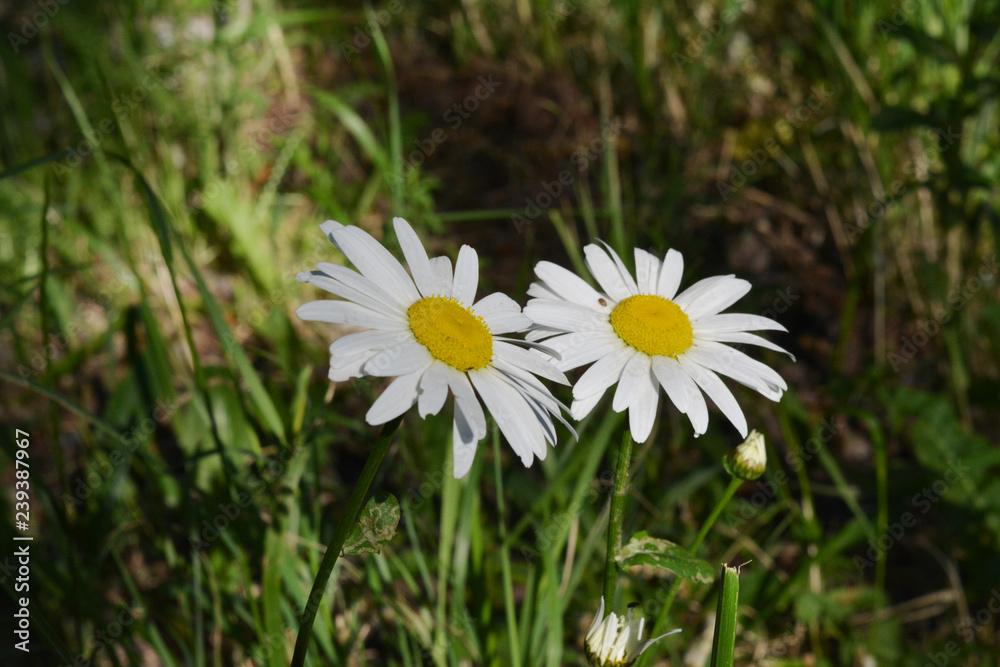 Two daisy flowers grow side by side. City greening by unpretentious plants. Guerrilla gardening. Two daisy flowers grow side by side. City greening by unpretentious plants. Guerrilla gardening.