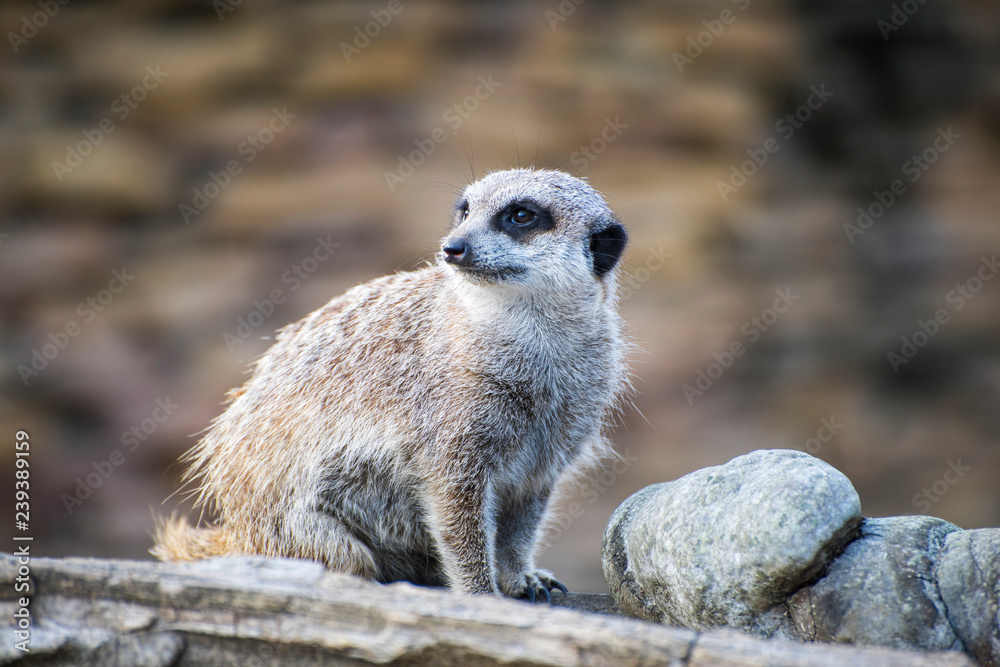 Fototapeta premium Meerkat sitting on the wooden log looking around.