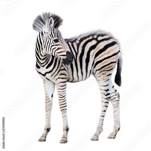 Cute child zebra isolated on white background