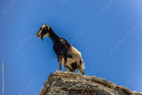 Ziege auf Felsen (Insel Kos, Griechenland)