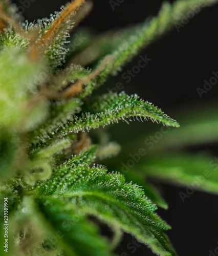 Macro view of Sage n Sour variety of medical marijuana with black background