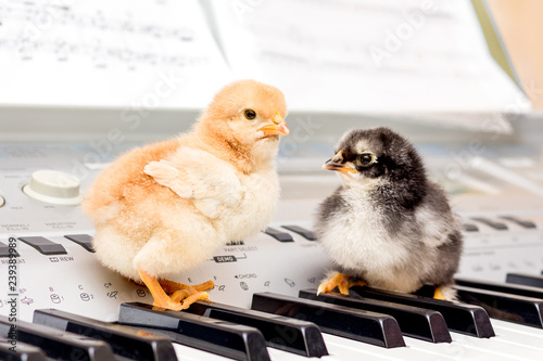 Canvas Print Two small chicks on the piano keys