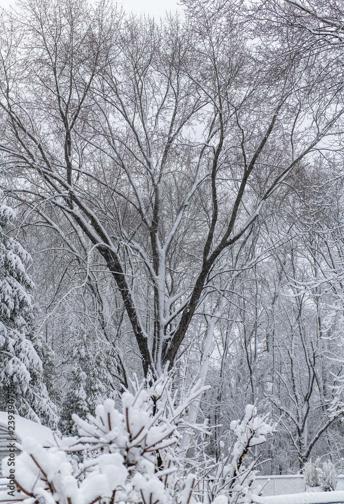 custom made wallpaper toronto digitalwinter tree