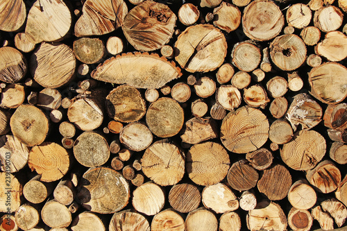 Stacked Logs  cut trees as background