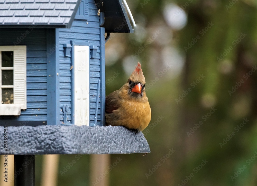 Φωτογραφία A female cardinal bird is perching on the blue bird feeder enjoy eating and watching on the soft focus garden background, Autumn in Georgia USA