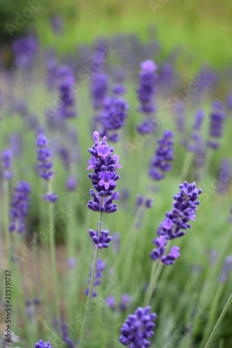 Fototapeta Naklejka Na Ścianę i Meble -  field of lavender flowers