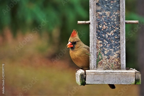 A single female cardinal bird perching on the wooden feeder on the soft focus garden background, Autumn in Georgia USA.