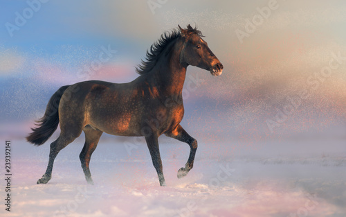 Fototapeta Naklejka Na Ścianę i Meble -  Brown Akhalteke horse run on the snow in winter evening