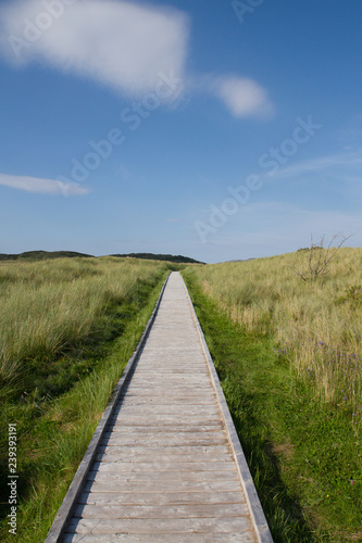Ards forest park wooden path, Donegal, Ireland
