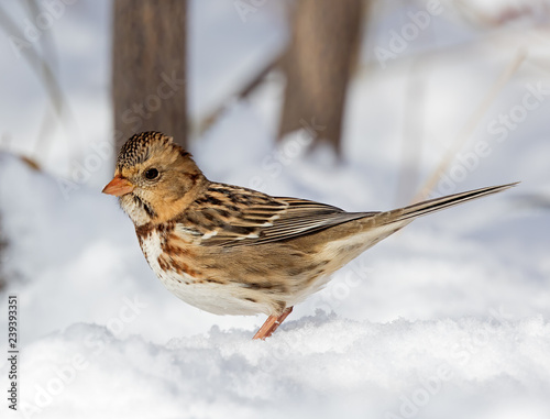 Harris's Sparrow in first winter plumage