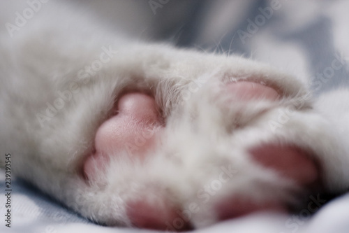 pale pink cat's foot lying on a blanket with blue patterns