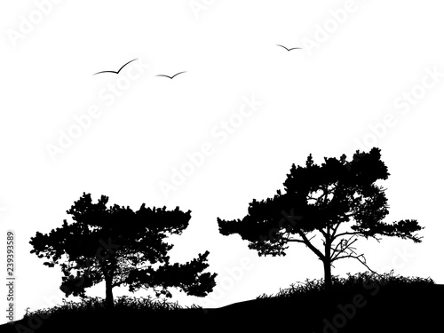Realistic silhouette of two pine trees and birds flying in the sky (vector illustration).